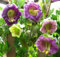 Cobée grimpante Violet Blue Bells - Cobea scandens 10 Graines