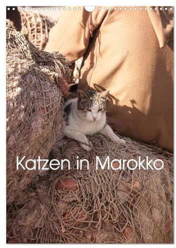 Katzen in Marokko (Wandkalender 2026 DIN A3 hoch), CALVENDO Monatskalender: Wunderschöne Aufnahmen von Katzen in Marokko (CALVENDO Tiere)