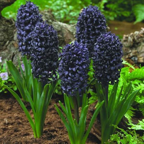 Dark Bulb Collection – Moody and Romantic Spring Flowering Bulbs – Includes Hyacinth Tulip Iris – Gothic Garden Colour for Borders and Pots – Easy to Grow – 72 Bulbs by Thompson and Morgan