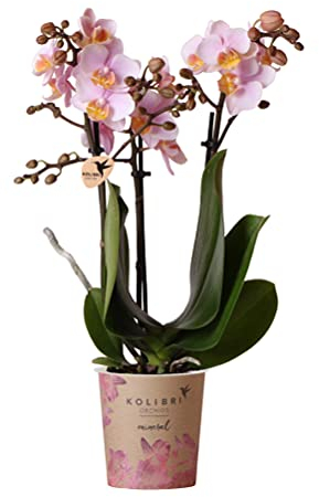 Kolibri Orchids | Rosa Phalaenopsis Orchidee - Andorra - Topfgröße Ø9cm | blühende Zimmerpflanze - frisch vom Züchter