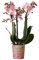 Kolibri Orchids | Rosa Phalaenopsis Orchidee - Andorra - Topfgröße Ø9cm | blühende Zimmerpflanze - frisch vom Züchter