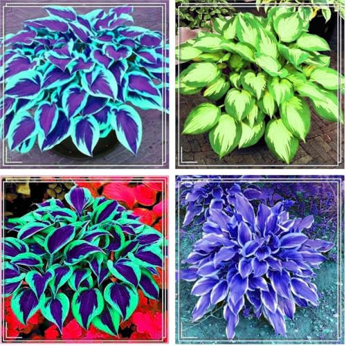 Hosta Bulbs Mix for Planting Now UK/Good for Containers/Wedding Flowers,Natural Organic/Strong Plants That Grow Well/Greening Flower/Cut Flowers.-4bulbs-G