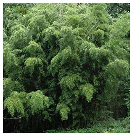 Phyllostachys heteroclada - Wasser Bambus - 100 Samen