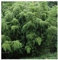 Phyllostachys heteroclada - Wasser Bambus - 100 Samen