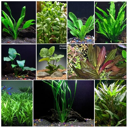 Florida 10 Species Live Aquarium Plants Bundle