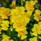 20pcs semillas de pensamiento para el cultivo de jardín de interior de alto valor ornamental para crear un paisaje natural en su patio para brindarle buen humor