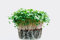 100g Mustard Cress Mixed Seeds Pouch Add Spicy Kick to Sandwiches with This Mix