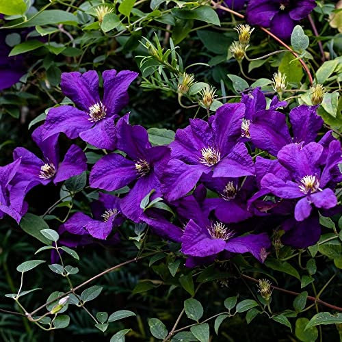 Plant Theory 60cm Cane Clematis Polish Spirit Purple Outdoor Flowering Vine Climbing Plant 3L Pot