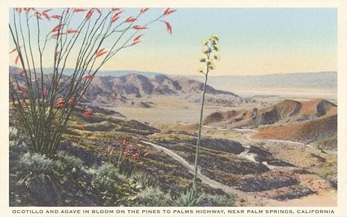 Ocotillo and Yucca near Palm Springs, California - Vintage Image