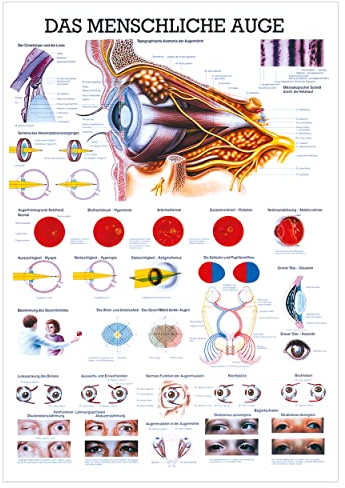 Rüdiger Das Auge Lehrtafel Anatomie 34x24 cm medizinische Lehrmittel