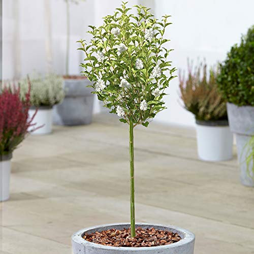 Syringa White Tree | Potted Lilac Ornamental Trees for Small Gardens & Patios | Straight Standard Stem Lollipop Tree | Garden Plants (70-80cm (Incl. Pot))
