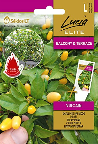 Lucia Elite | PAPRIKA CHILI VULCAIN samen | Gemüsesamen | Paprika samen | Pflanze samen | Sehr dekorative Sorte mit nicht besonders großen gelben, scharfen Schoten | Gardensamen | 1 Pack