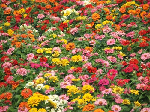 500 Samen Zinnien Mischung Lilliput Mix Zinnia Zinnie Balkon Garten Bienenmagnet