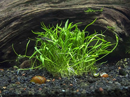 Micro Sword/Lilaeopsis novae-zelandiae - 1 bunch - Live aquarium plant