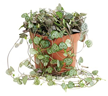 Ceropegia Woodii String Of Hearts - Piante da interno - cm Vaso - Altezza cm