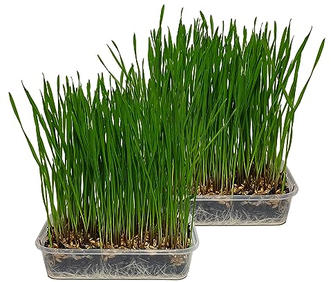 Cat FurNature - Pet Grass 2 pack (Grow your own kits)