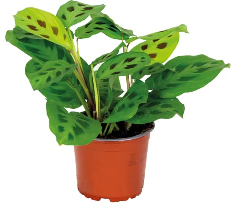 Bloomique - Maranta Kerchoveana - Gebetspflanze - Zimmerpflanzen - Luftreinigend - Höhe 10-15 cm - Topf 12 cm