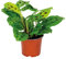Bloomique - Maranta Kerchoveana - Gebetspflanze - Zimmerpflanzen - Luftreinigend - Höhe 10-15 cm - Topf 12 cm