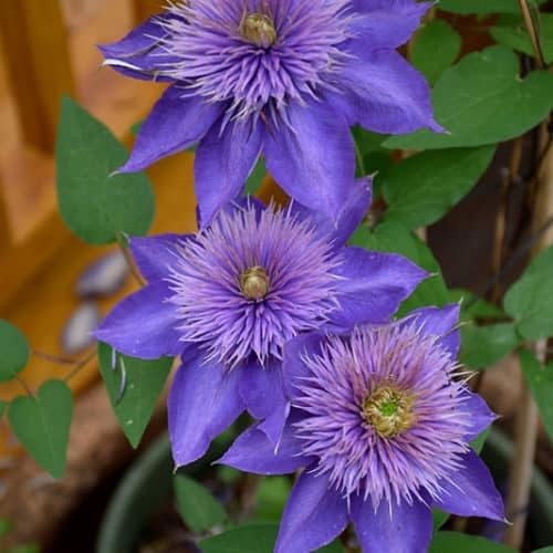 Clematis 'Multi Blue' | 2 LTR