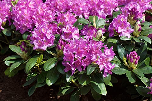 Rhododendron Hybrid Pink Purple Dream 30-40 cm winterhart immergrün | Pinkviolette Blüten, halbschattiger Standort, pflegeleicht, ideal für Beet und Kübel, dekorativer Blickfang