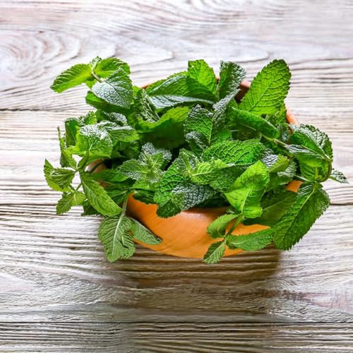 500 piezas Semillas de melisa, planta de melisa, semillas de menta. semillas de hierbas Las plantas perennes son plantas perennes resistentes. plantas de interior planta de menta
