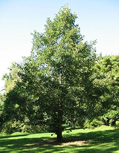 Müller Münchehof GmbH Baum des Jahres 2003 - Schwarzerle im Container Größe 125 bis 150 cm