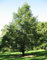 Müller Münchehof GmbH Baum des Jahres 2003 - Schwarzerle im Container Größe 125 bis 150 cm