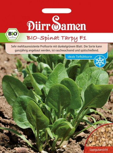 Bio Spinat Samen Corvair Spinatsamen ca 2400 Korn Saatgut Gemüse Gründüngung Balkon Garten Hochbeet Kübel Dürr Samen