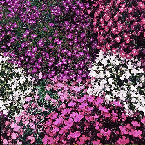 Lobelia String of Pearls Mixed Seeds – Half Hardy Annual – RHS Award of Garden Merit - for Containers & Hanging Baskets - for Your Beautiful Garden