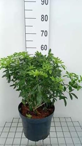 Choisya ternata - Oranger Du Mexique 60-80 cm en pot