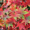 Acer palmatum 'Osakazuki' | Japanese Maple Deciduous Potted Trees for Small Gardens | Premium Bushy Plant Shrub Tree in Pot (50-70cm (Incl. Pot))