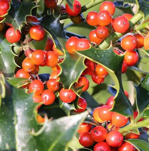 Dornige Stechpalme Ilex 40-60cm - ilex aquifolium - lebende Gartenpflanze aus den Baumschulen