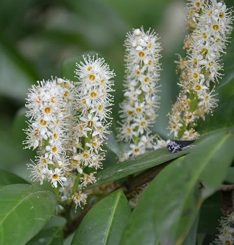 Hochstamm Kirschlorbeer Miniredia® 100-125cm - Prunus laurocerasus