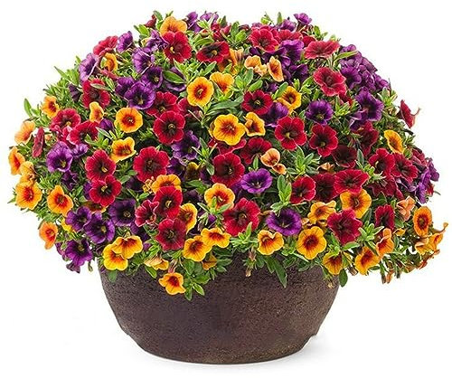PERZOE 120 Pz Misti Gloxinia Calibrachoa Petunia Semi di Fiori, Giardino Giardino Pianta Bonsai Semi di Gloxinia 120pcs