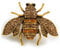 Vintage Inspired Champagne/Amber Crystal Bee Brooch In Aged Gold Tone Metal - 38mm Across