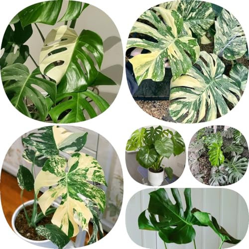 400 pz Semi di Monstera Deliciosa Variegata Semi di piante esotiche regali per gli amanti del giardinaggio Semi di Monstera Variegata, Piante perenni Piante perenni resistenti da giardino