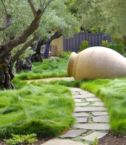 BALDUR Garten 9x Gräser-Teppich 'Carex Remota', Pflanzen im 9x9 cm-Topf | immergrünes Wiesengras, überlappender, halbkugeliger Wuchs, winterhart, mehrjährig & pflegeleicht