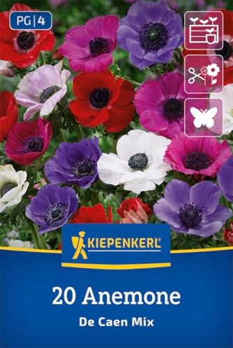 Kiepenkerl Kronen-Anemonen De Caen Mischung 2775006 Blumenzwiebeln, Frühlingsblüher, mehrjährig, winterhart, bienenfreundlich, 20 cm, für Kübel und Kästen, bunte Anemonen