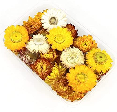 ALturN Dried Flowers,Dried Pressed Flowers,Dried Flowers DIY Dried Flower Dry Plants Chrysanthemum Incense Candle Resin Soap Making DIY Craft Accessories(Yellow)