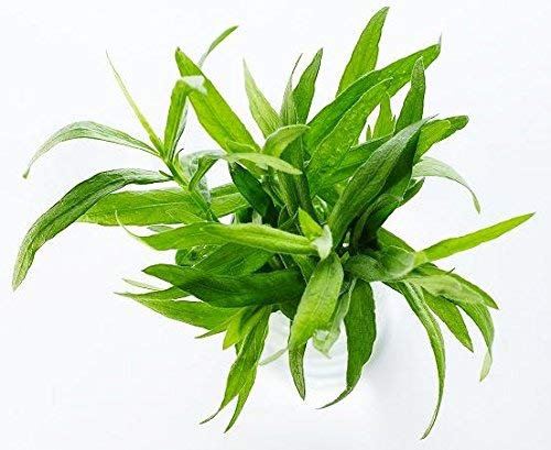 Semi di dragoncello - Artemisia dracunculus - 500 semi - 500 semi