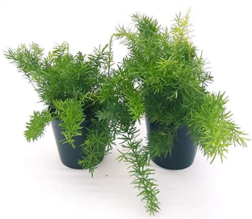 POWERS TO FLOWERS - ASPARAGUS SPRINGERI 2 PIANTE V13, IN VASO CERAMICA NERO OPACO, Aspargina, piante vere