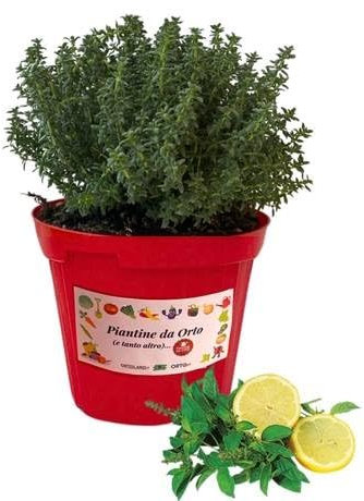 P. Piantine da Orto | Timo Limone, Pianta in Vaso Diametro 14 cm, Pianta Pronta per il Trapianto, Pianta Vera da Esterno, Vivaio Italiano