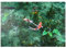 MyPuzzle Monets Koi Teich in der Stadt Seki in der Präfektur Gifu, Japan - Premium 1000 Teile Puzzle - MyPuzzle Sonderkollektion von Puzzle Galaxy