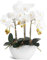 Ziwon Artificial Orchid Flowers Potted in Ceramic Pot, White Faux Phalaenopsis Orchids for Table Centerpiece, Realistic Fake Flower in vase for Home Office Decor Indoor
