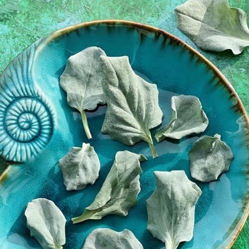 Edible Freeze Dried Oyster Leaves - 400ml - UK Grown - Certified Food Grade (515)