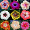 Hibiscus Pflanzen zwiebeln,winterharte pflanzen,mehrjährige krautige Pflanzen,Hibiscus Pflanzen,Pflanzen in Top Qualität,hibiskus pflanzen(kältebeständig,nicht künstlich)-3zwiebeln-A