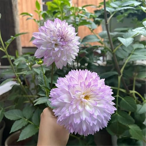 YGHESFDE Dahlien knollen mix - Dahlien zwiebeln winterhart - Dahlien knollen kaufen-blühen im Sommer-6knollen-J