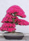 2018 1 Professional Service Pack, ca. 50 Semi/Pacchetto, F1 Rote Azalee Rhododendron-Samen # NF339