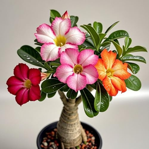 Wüstenrose zum Anpflanzen/winterhart mehrjährig Wüstenrose/lange Blütezeit/schnelles Wachstum/hohe Qualität/selten,ausgewählt/gemischte-1zwiebeln-G