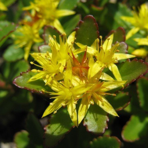 50 semillas - Semillas Sedum Aizoon suculentas (Sedum Aizoon)